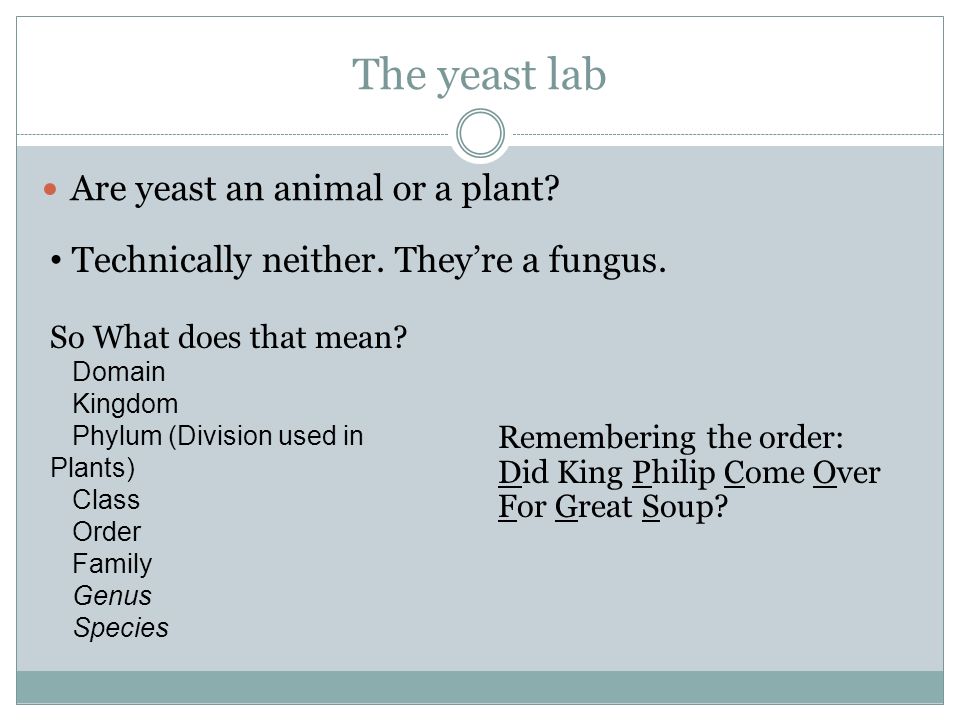 Cellular Respiration and Photosynthesis. The yeast lab Are yeast an animal  or a plant? Technically neither. They're a fungus. So What does that mean?  - ppt download