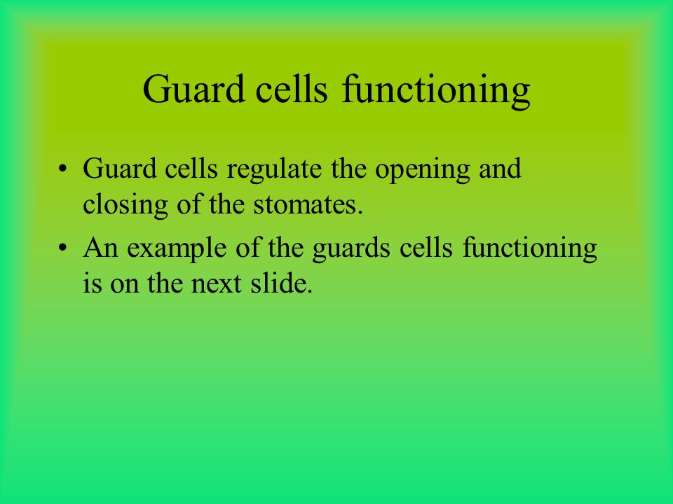 Guard Cells By Shelby Stutzman. Guard cell picture and diagram. - ppt  download