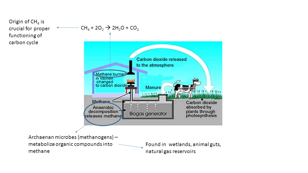 Archaenan microbes (methanogens) – metabolize organic compounds into methane Found in wetlands, animal guts, natural gas reservoirs CH 4 + 2O 2  2H 2 O + CO 2 Origin of CH 4 is crucial for proper functioning of carbon cycle