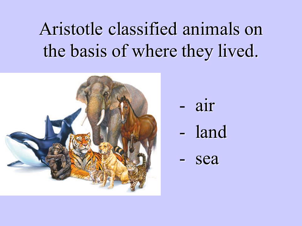 Classification: Organization rules…. There are well over 2 million  different types of organisms known. Why is there a need to Classify  organisms? - ppt download