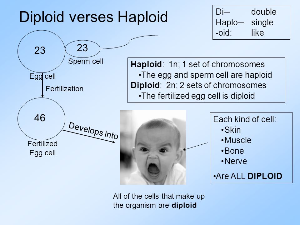 Diploid verses Haploid Di─double Haplo─single -oid:like 23 Sperm cell 23 Egg cell 46 Fertilized Egg cell Fertilization Haploid: 1n; 1 set of chromosomes The egg and sperm cell are haploid Diploid: 2n; 2 sets of chromosomes The fertilized egg cell is diploid Develops into All of the cells that make up the organism are diploid Each kind of cell: Skin Muscle Bone Nerve Are ALL DIPLOID