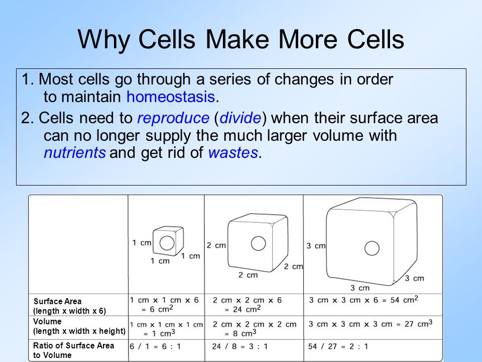 Why Cells Make More Cells 1.