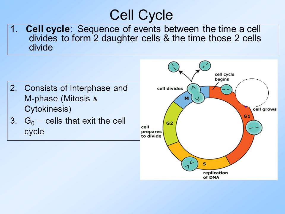 Cell Cycle 1.