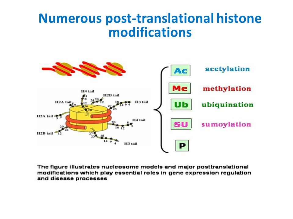 Molecules And Mechanisms Of Epigenetics Adult Stem Cells Know Their Fate For Example Myoblasts Can Form Muscle Cells Only Hematopoetic Cells Only Ppt Download