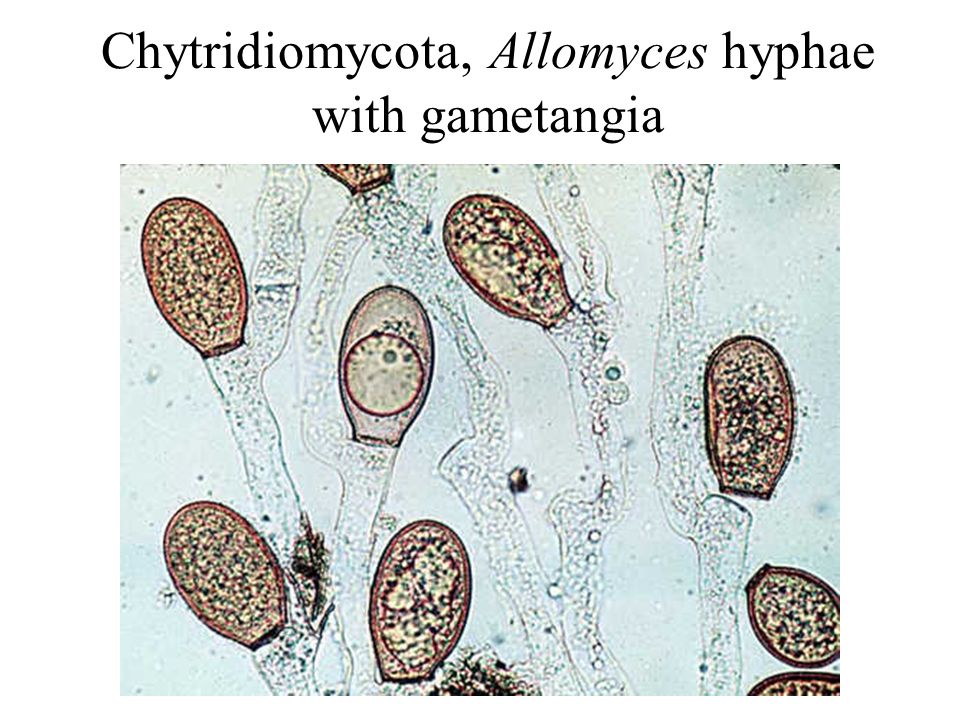 Image result for Allomyces