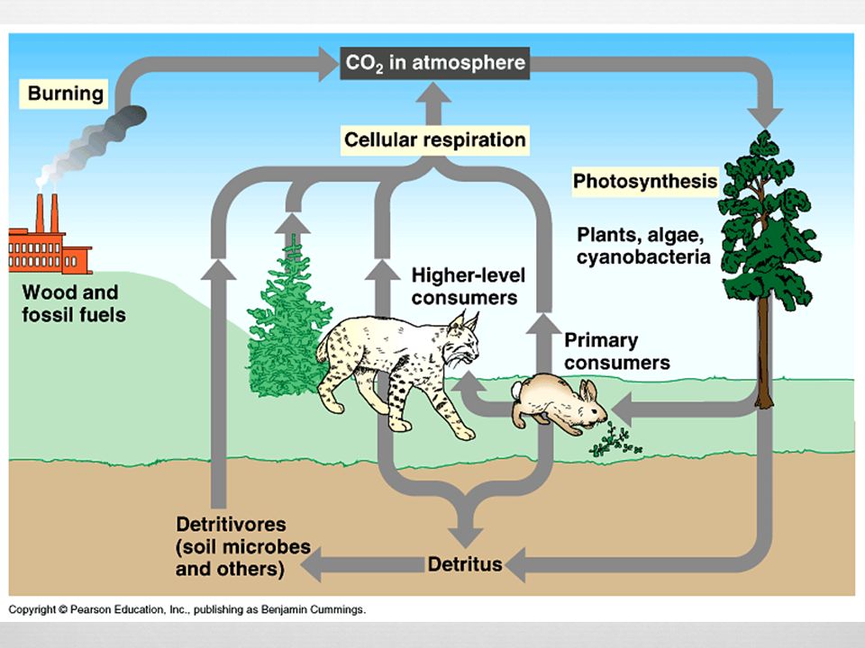 Objectives Explain Earth S Hydrologic And Biogeochemical