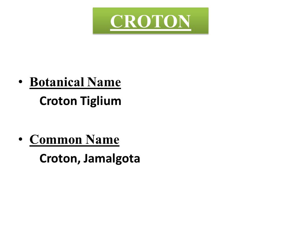 CROTON Botanical Name Croton Tiglium Common Name Croton, Jamalgota