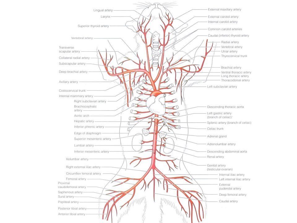 Cat Circulatory System Brachiocephalic Vein External Jugular Vein Common Carotid Artery Subclavian Artery And Vein Ppt Download
