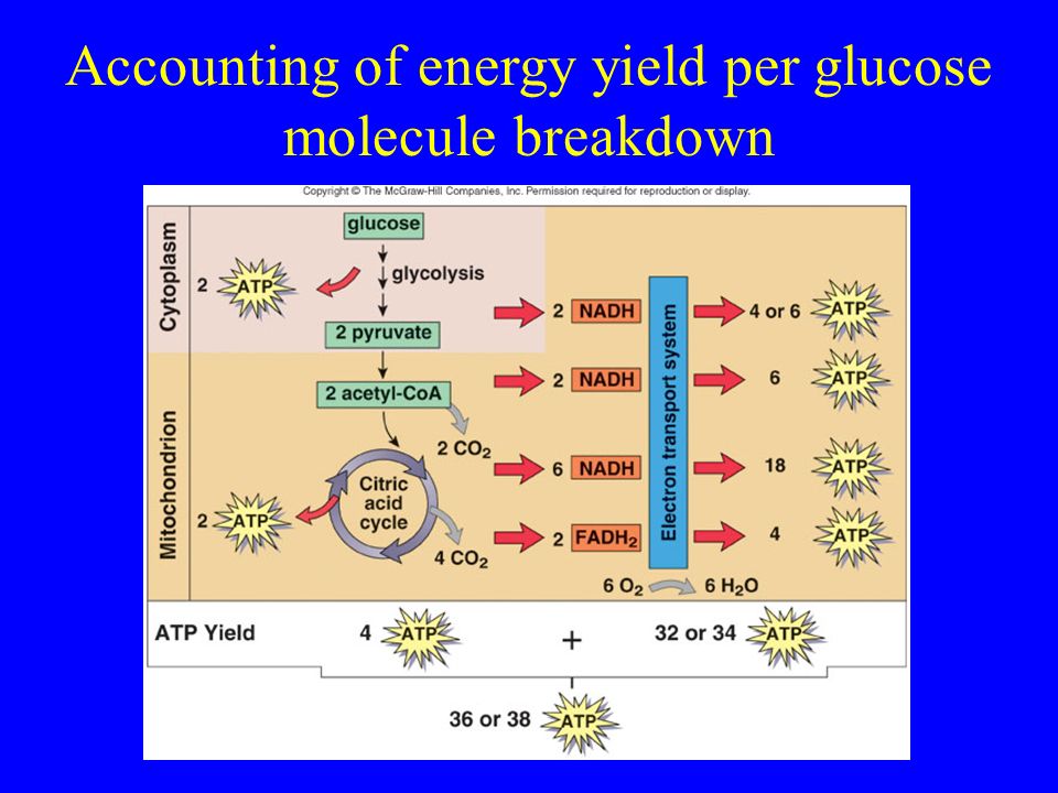 Accounting of energy yield per glucose molecule breakdown