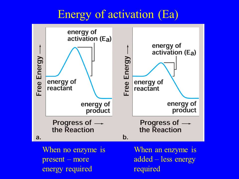 Energy of activation (Ea) When no enzyme is present – more energy required When an enzyme is added – less energy required