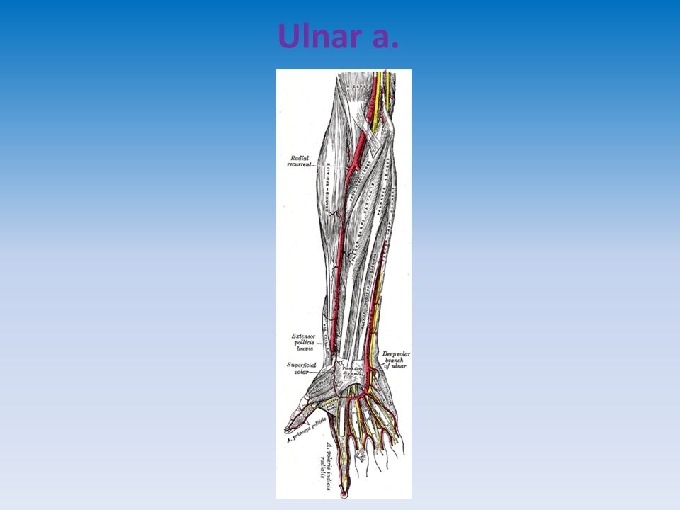 Fascial compartments of forearm. Interosseous membrane. - ppt download