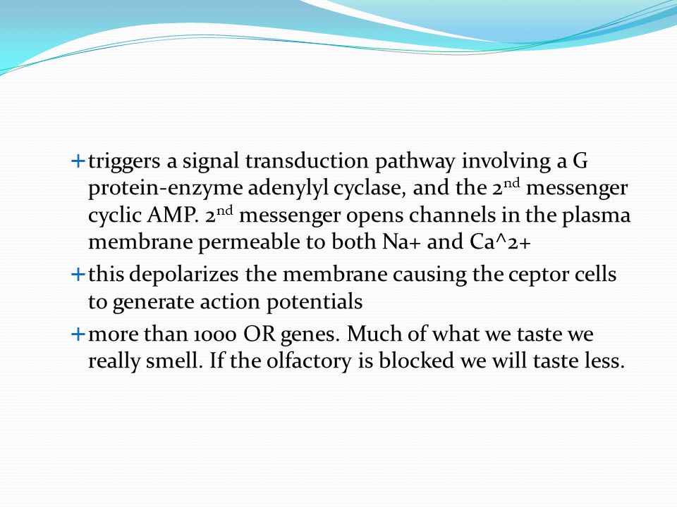  triggers a signal transduction pathway involving a G protein-enzyme adenylyl cyclase, and the 2 nd messenger cyclic AMP.