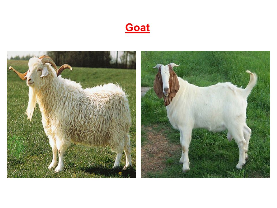 CHAPTER - 3 FIBRE TO FABRIC. 1) Animal fibres :- The common animal fibres  are wool and silk. Wool is obtained from sheep, goat, yak, camel, llama,  alpaca. - ppt download