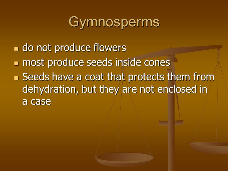 Gymnosperms do not produce flowers do not produce flowers most produce seeds inside cones most produce seeds inside cones Seeds have a coat that protects them from dehydration, but they are not enclosed in a case Seeds have a coat that protects them from dehydration, but they are not enclosed in a case