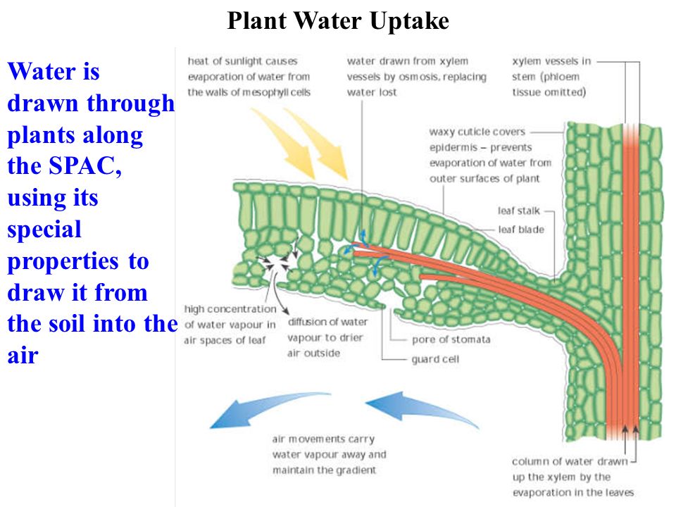 Как происходит поступление воды в лист. Транспирация у растений. Транспирация и фотосинтез. Устьичная транспирация. Мощная кутикула у растений.