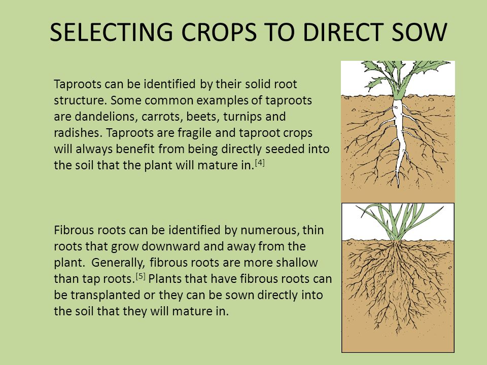 Direct Sow Or Transplant Chart