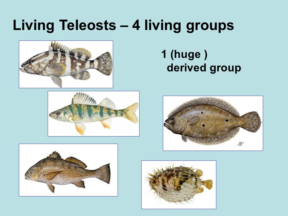 Living Teleosts – 4 living groups 1 (huge ) derived group