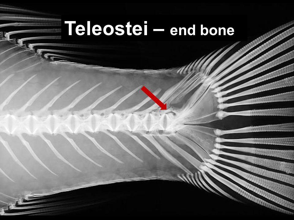 Teleostei – end bone