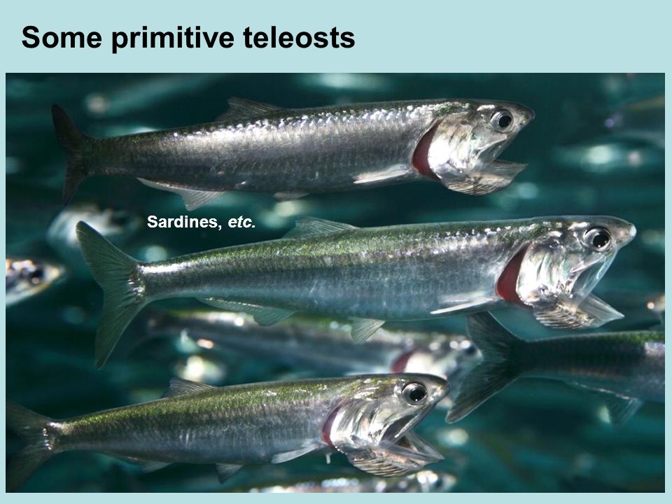 Some primitive teleosts Sardines, etc.