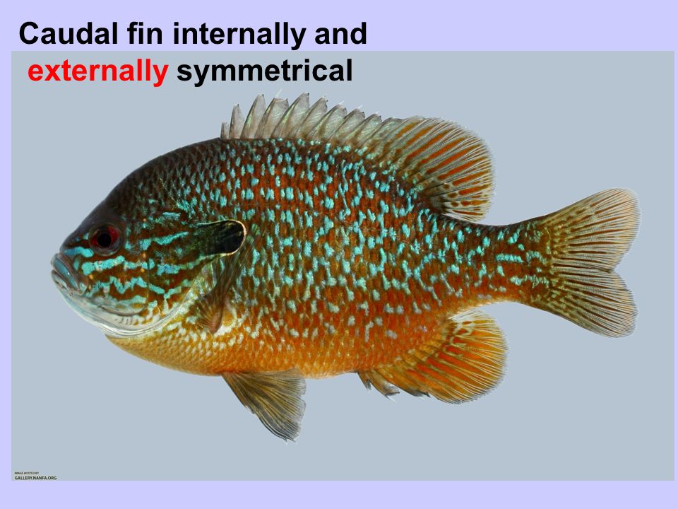 Caudal fin internally and externally symmetrical