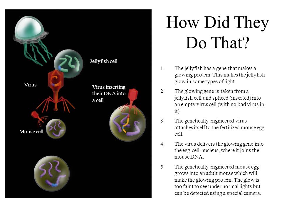 How Did They Do That. 1.The jellyfish has a gene that makes a glowing protein.