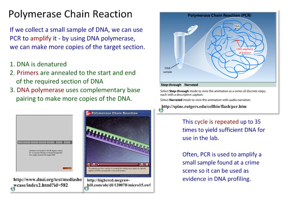 Genetic Engineering and Biotechnology Notes. IB Assessment Statement   the use of polymerase chain reaction (PCR) to copy and amplify  minute. - ppt download