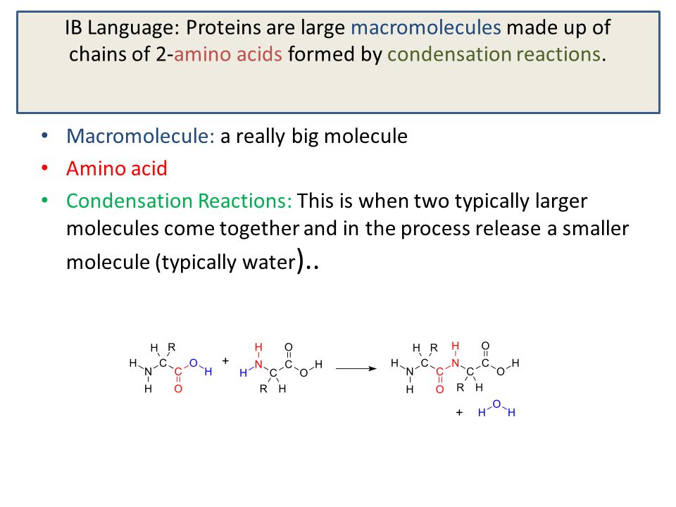 IB Language: Proteins are large macromolecules made up of chains of 2-amino acids formed by condensation reactions.