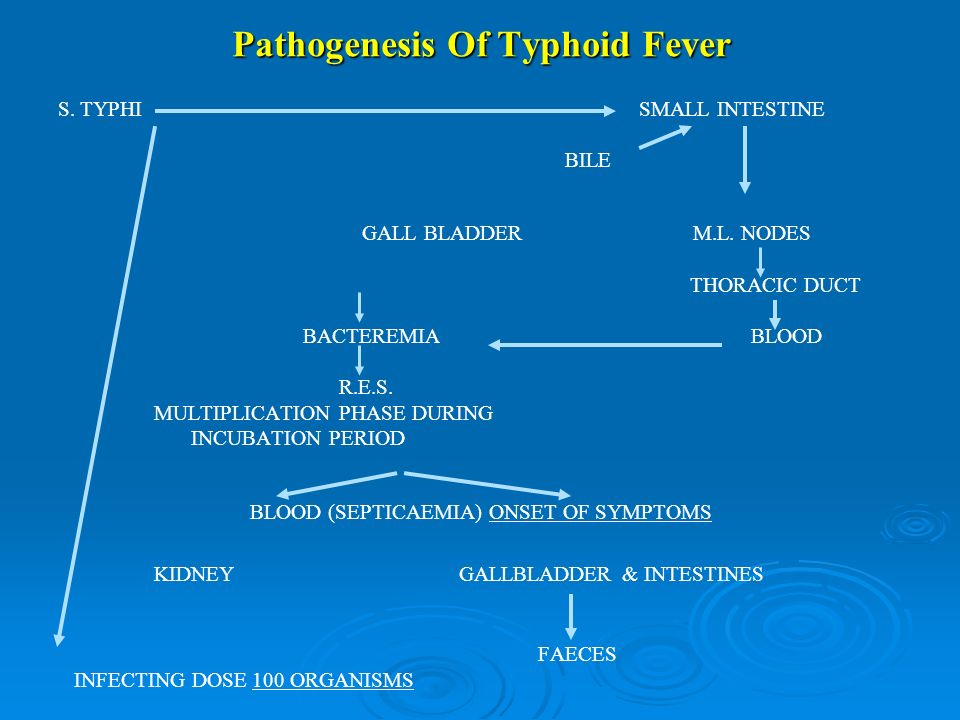 Pathophysiology Of Typhoid Fever In Flow Chart