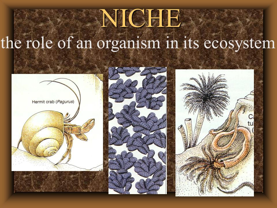 NICHE the role of an organism in its ecosystem