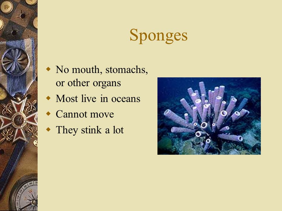 Invertebrates Biology 7 th Grade. Sponges  No mouth, stomachs, or other  organs  Most live in oceans  Cannot move  They stink a lot. - ppt  download