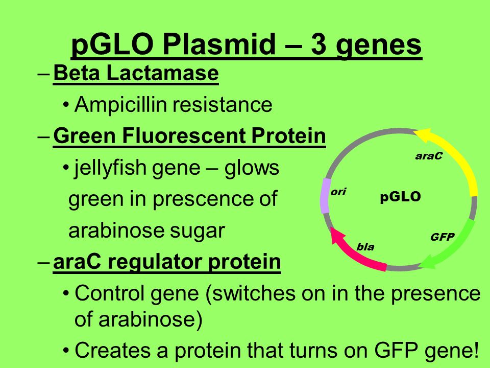 In the pGLO lab, we will: Use recombinant DNA Genetically engineer E. coli  bacteria by inserting a plasmid Plate and grow bacteria Determine if the  proteins. - ppt download
