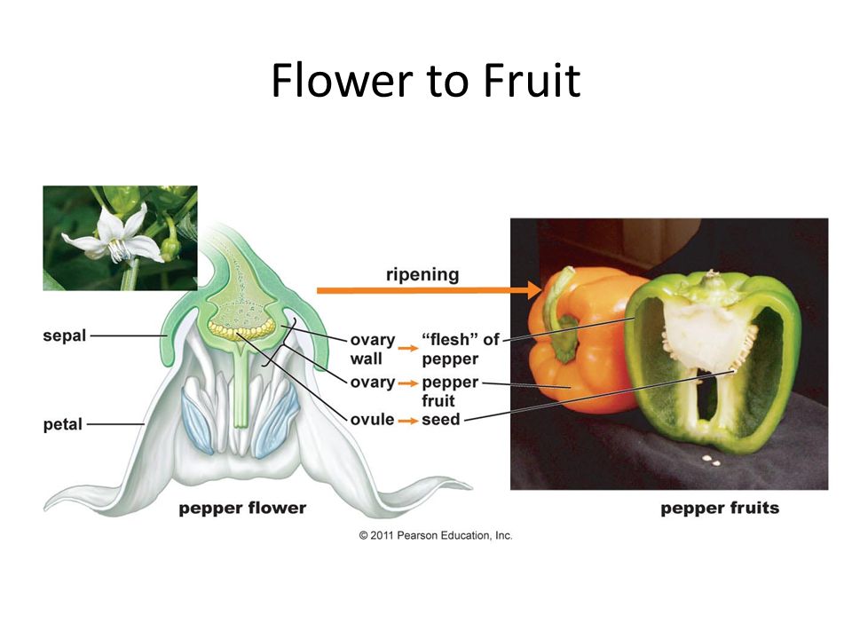 Seed and Fruit Development {After fertilization, the petals and sepals fall off flower {Ovary ripens into a fruit (hormones) {Ovule develops into a seed