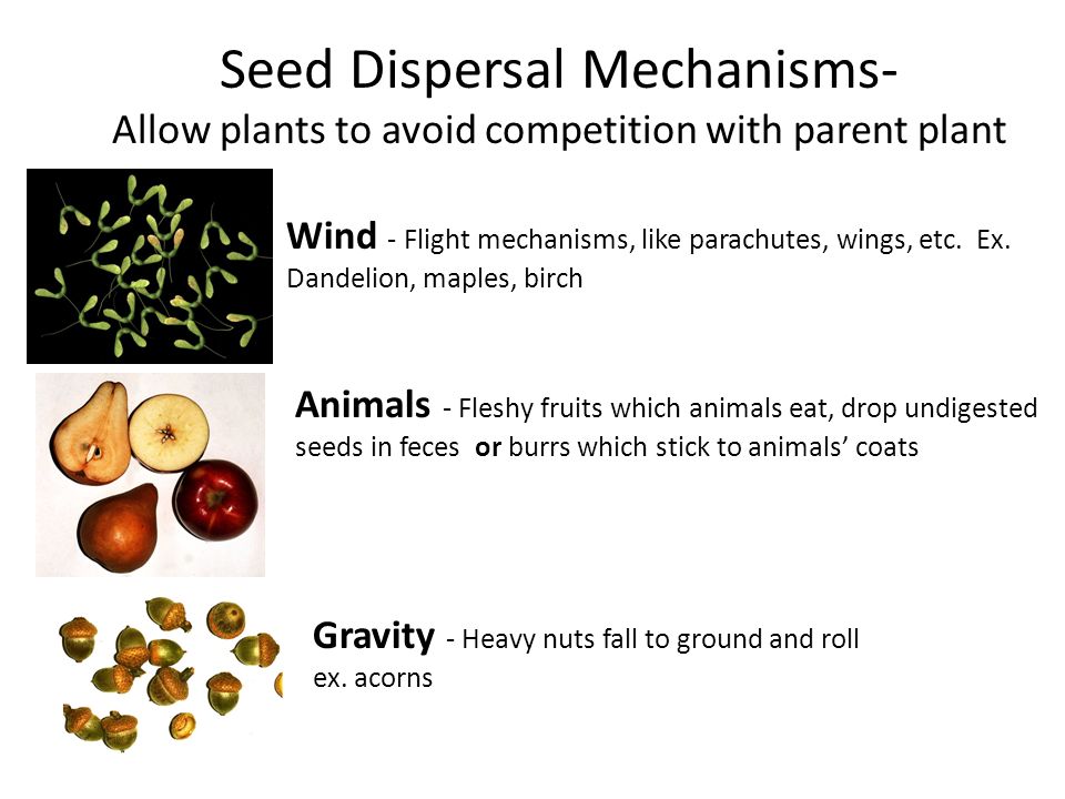 Seed Dispersal Mechanisms