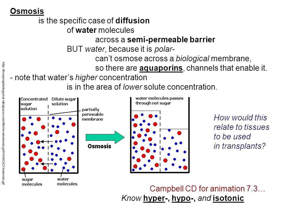 Membranes What Are They Made Of How Does Design Affect Function What Variations Are There How Do Things Get In And Out Refer To Chapter 5 In Text Ppt Download