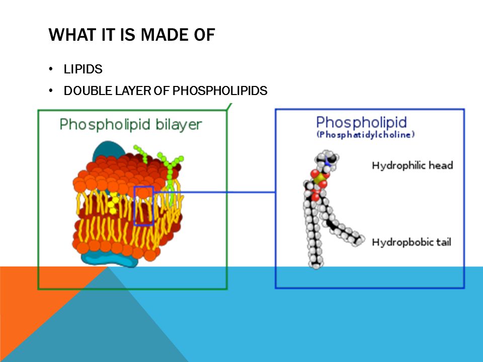 WHAT IT IS MADE OF LIPIDS DOUBLE LAYER OF PHOSPHOLIPIDS