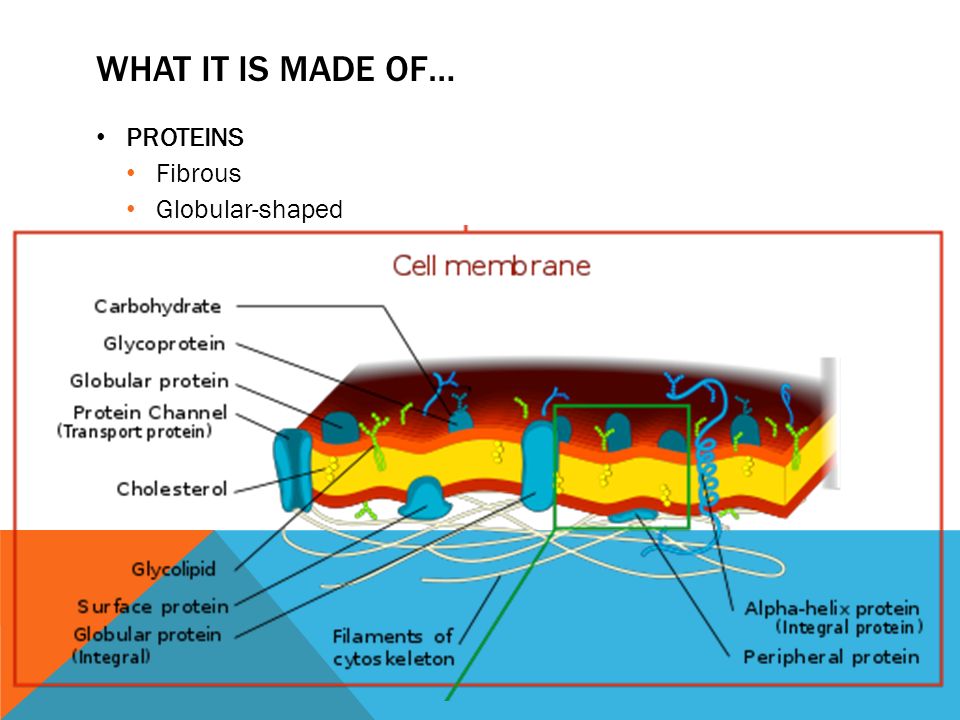 WHAT IT IS MADE OF… PROTEINS Fibrous Globular-shaped