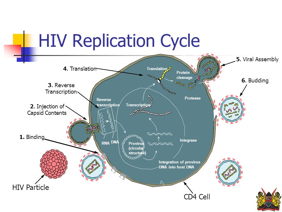 Human immunodeficiency virus. Вирус ВИЧ В репликация схема. Механизм репликации вируса ВИЧ. Цикл репликации ВИЧ-1. Репликация вируса иммунодефицита человека.