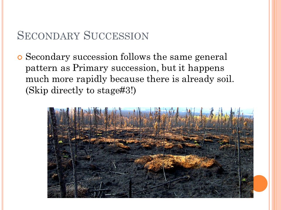 S ECONDARY S UCCESSION Secondary succession follows the same general pattern as Primary succession, but it happens much more rapidly because there is already soil.