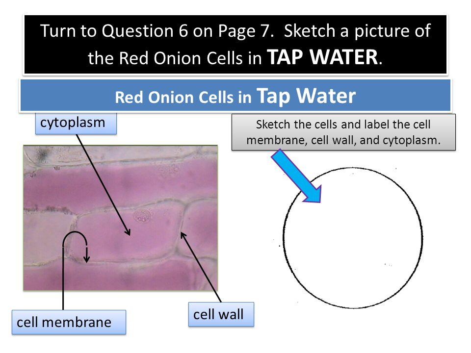 red onion cell lab report