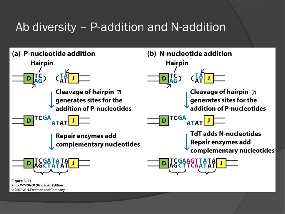 Chapter 5 Organization and Expression of Immunoglobulin Genes Dr. Capers. -  ppt download
