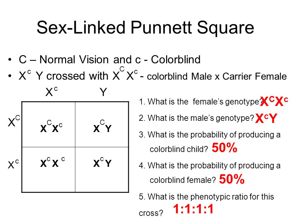 Mendelian Genetics Heredity The Passing Of Traits From