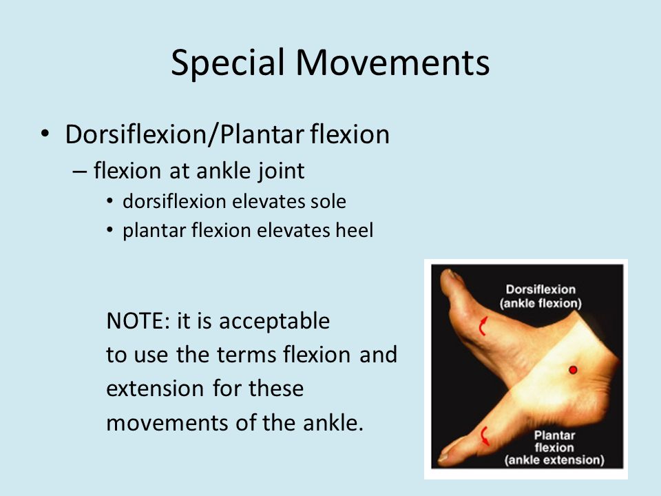 Dorsiflextion & plantar flexion : special movement. Dorsiflexion