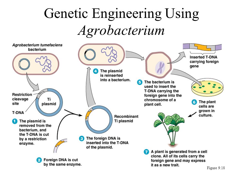 Presentation on theme: "Chapter 9 Biotechnology and Recombinant DNA Pa...