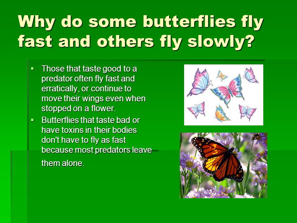 How Do Butterflies Fly?