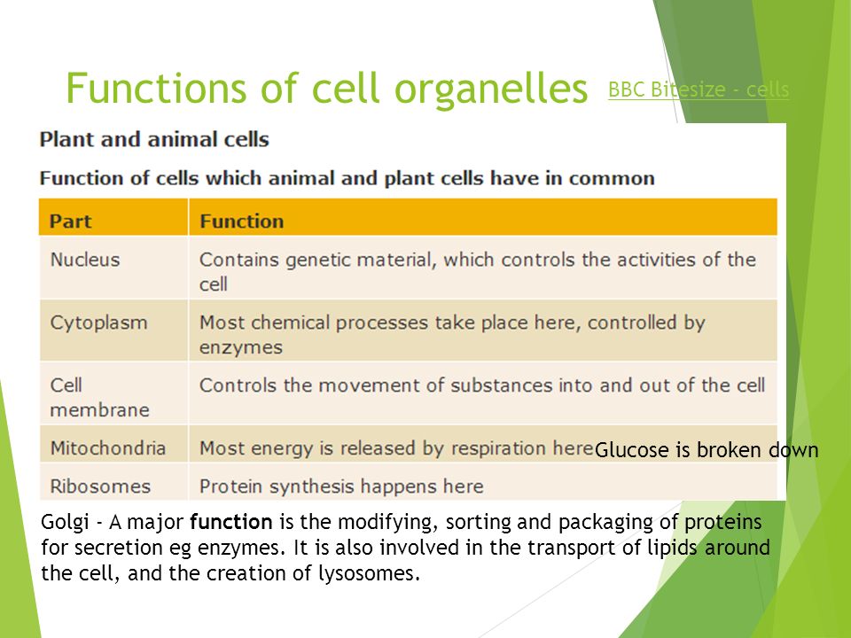 Cell Theory The Cell Theory In Biology Cell Theory Is A Scientific Theory Which Describes The Properties Of Cells These Cells Are The Basic Unit Of Ppt Download