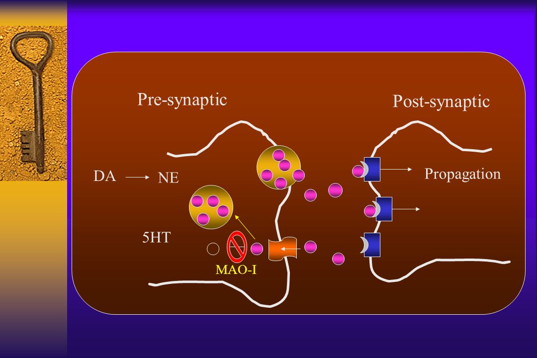 Pre-synaptic Post-synaptic DA NE 5HT Propagation MAO-I