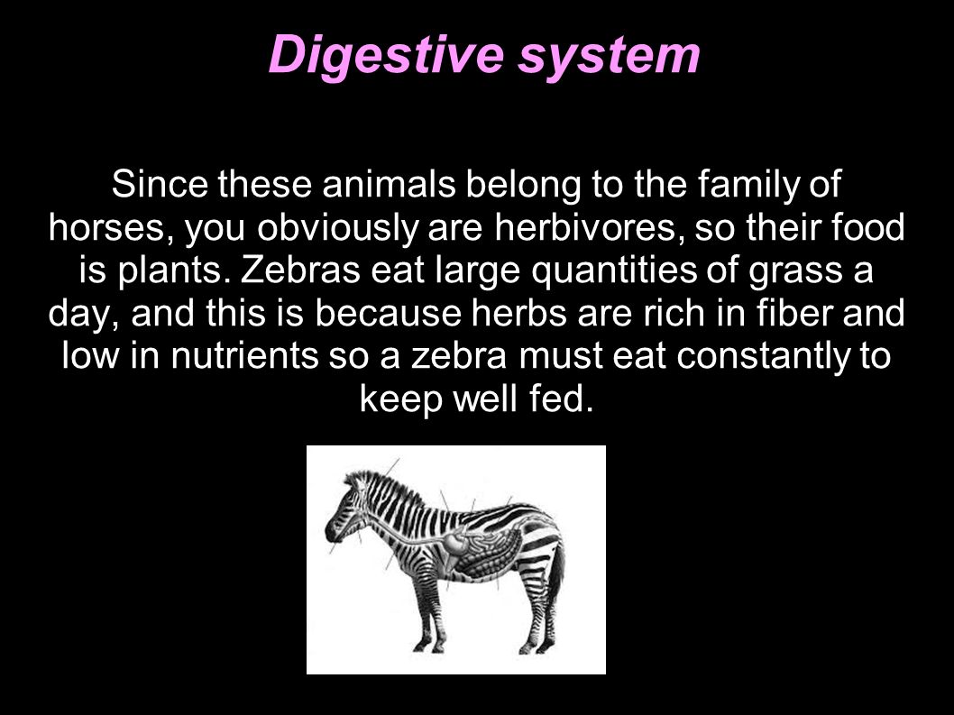 The zebra. Description Zebra is an African mammal fair-skinned with dark  stripes that is being half way horse and donkey. It is a social animal that  lives. - ppt download