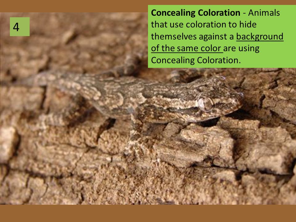 I can name the 4 types of camouflage animals and insects use.” “I can  describe the characteristics of each type of animal camouflage.” “I can  give examples. - ppt download
