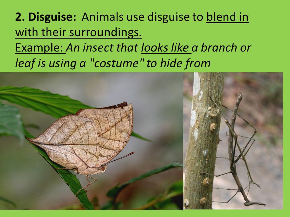 I can name the 4 types of camouflage animals and insects use.” “I can  describe the characteristics of each type of animal camouflage.” “I can  give examples. - ppt download