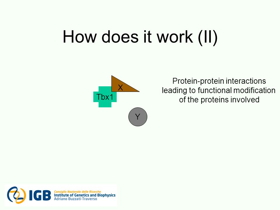 How does it work (II) Tbx1 X Y Protein-protein interactions leading to functional modification of the proteins involved